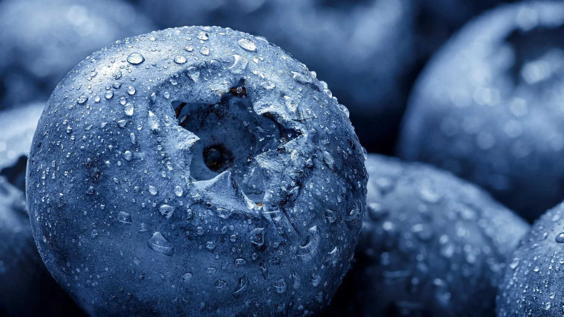 Macro photography of fresh blueberries covered in droplets